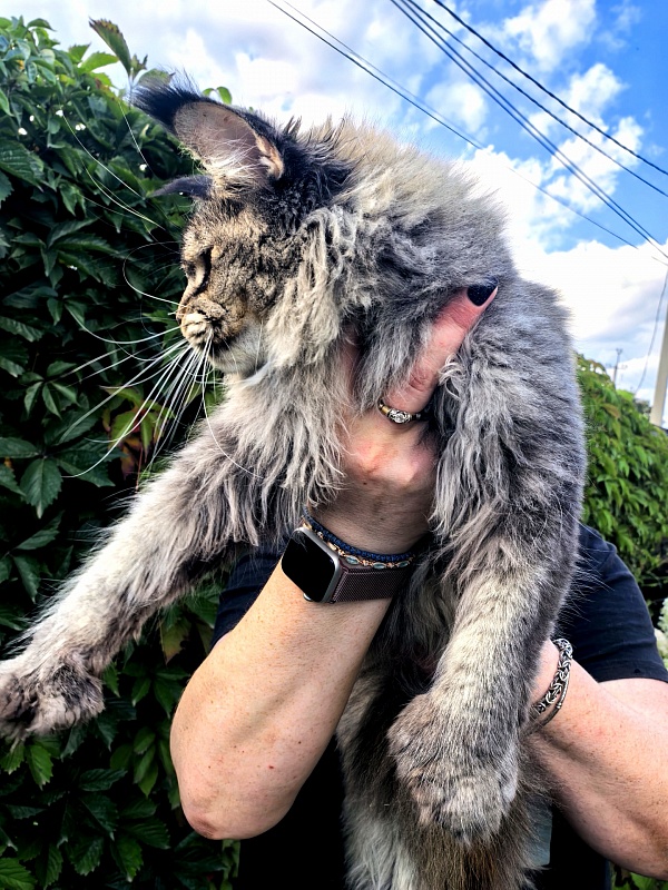 Messy  Akbars (polydactyl 66/66) - Adult maine-coon 1 year 9 months