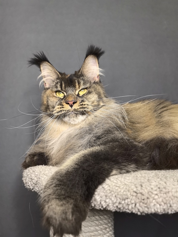 Messi  Akbars (polydactyl 66/66) - Adult maine-coon 2 years 1 week