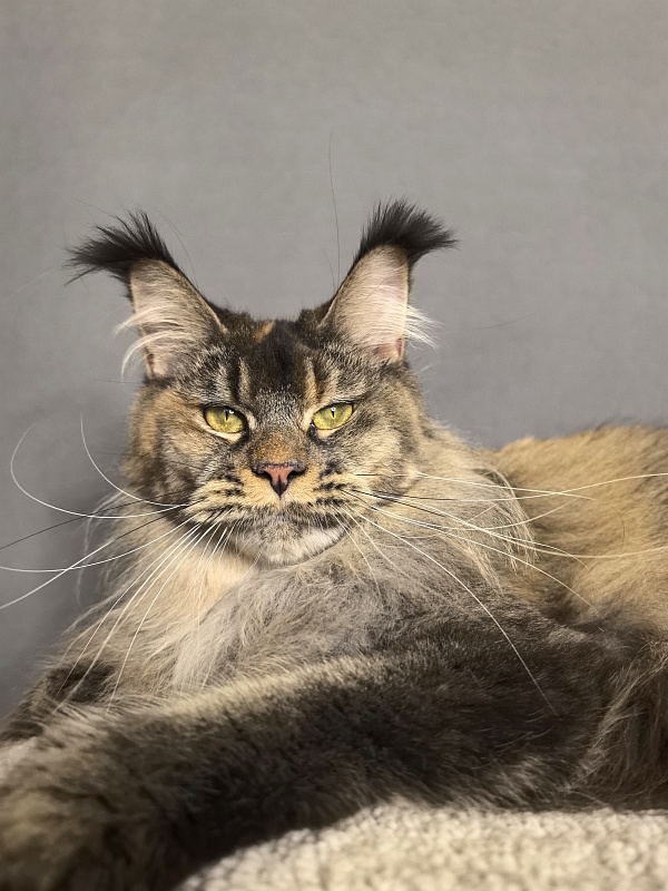 Messi  Akbars (polydactyl 66/66) - Adult maine-coon 2 years 1 week