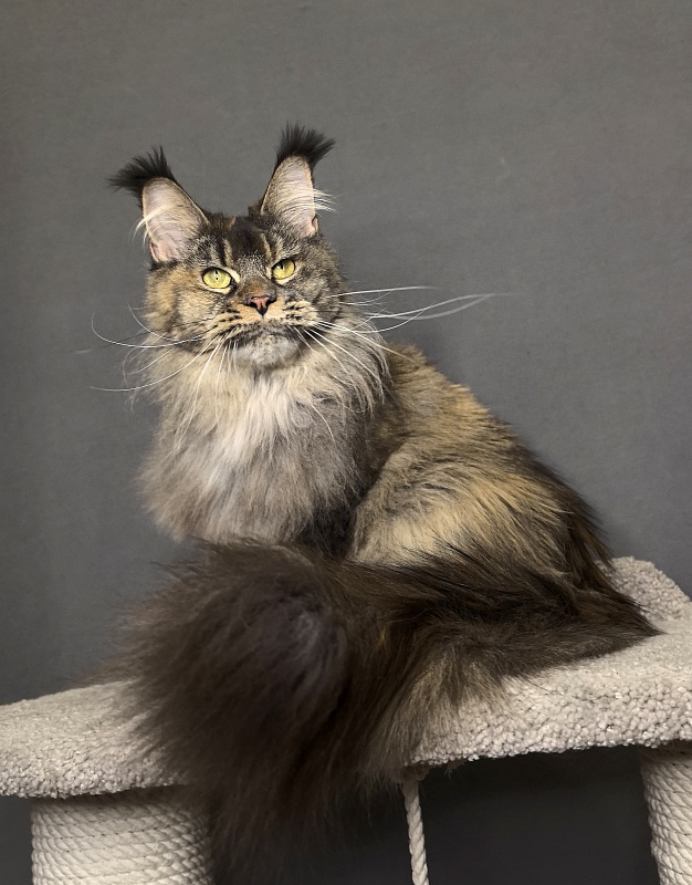 Messi  Akbars (polydactyl 66/66) - Adult maine-coon 2 years 1 week