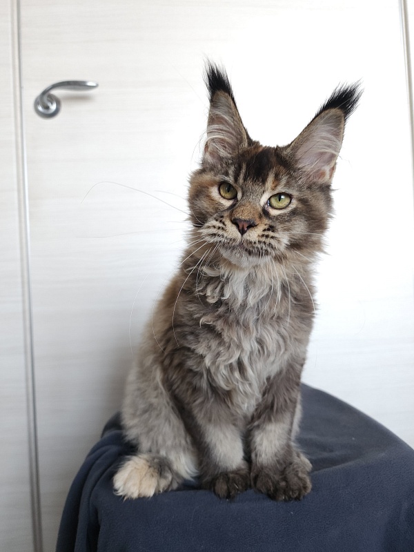 Messy  Akbars (polydactyl 66/66) - Kitten maine-coon 4 months