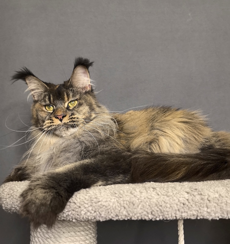 Messi  Akbars (polydactyl 66/66) - Adult maine-coon 2 years 1 week