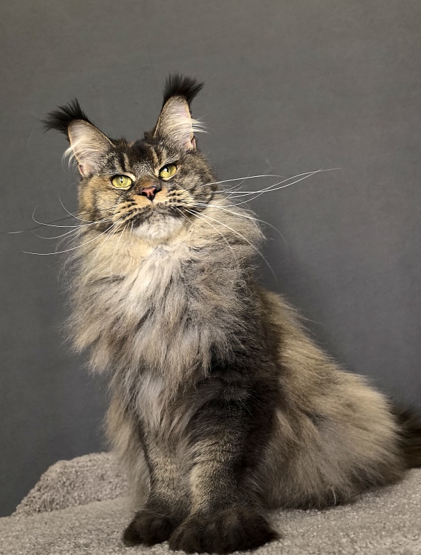Messi  Akbars (polydactyl 66/66) - Adult maine-coon 2 years 1 week