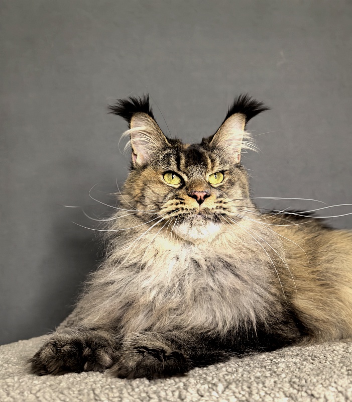 Messi  Akbars (polydactyl 66/66) - Adult maine-coon 2 years 1 week