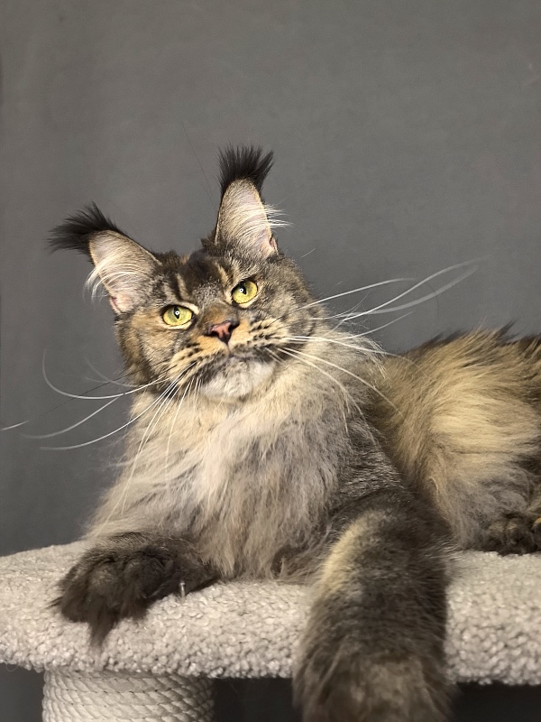 Messi  Akbars (polydactyl 66/66) - Adult maine-coon 2 years 1 week