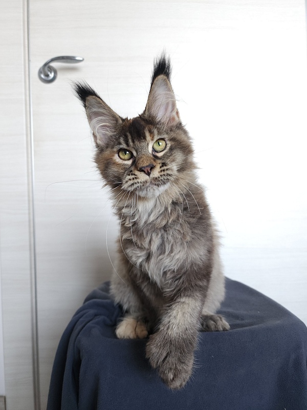 Messy  Akbars (polydactyl 66/66) - Kitten maine-coon 4 months