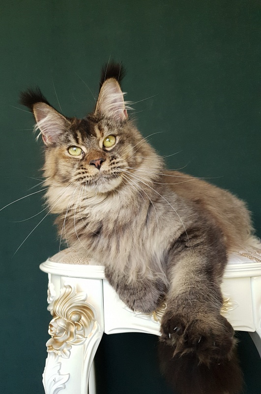 Messy  Akbars (polydactyl 66/66) - Junior maine-coon 9 months 2.5 weeks