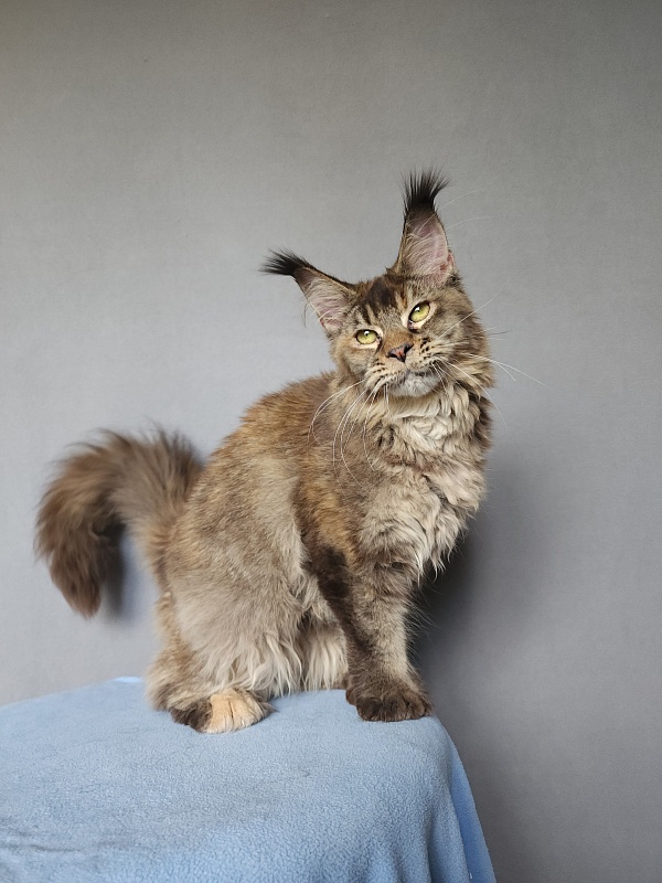 Messy  Akbars (polydactyl 66/66) - Kitten maine-coon 6 months 0.5 weeks