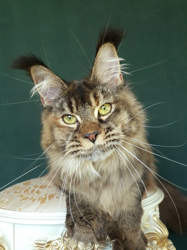 Messy  Akbars (polydactyl 66/66) - Junior maine-coon 9 months 2.5 weeks