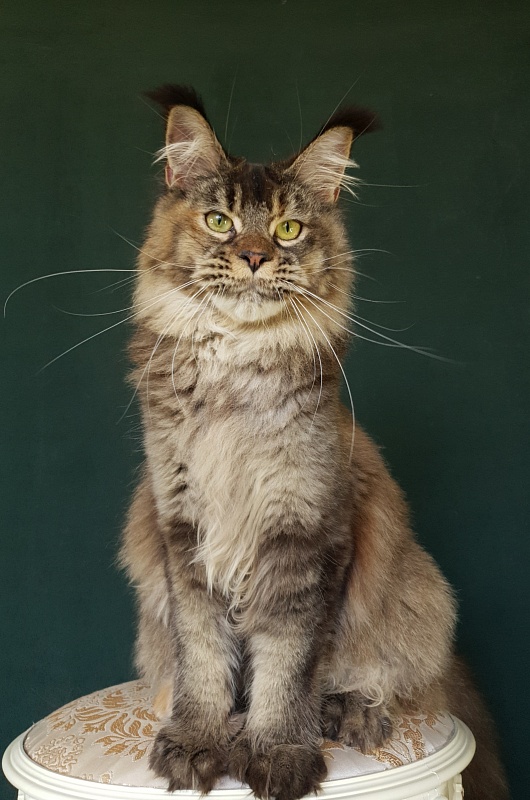Messy  Akbars (polydactyl 66/66) - Junior maine-coon 9 months 2.5 weeks