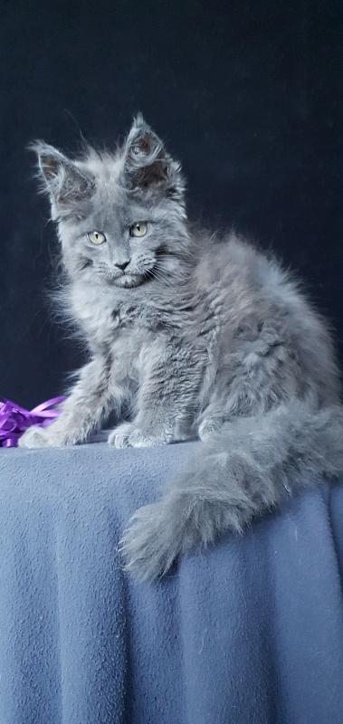 Capriz Akbars - Kitten maine-coon 2 months 1.5 week
