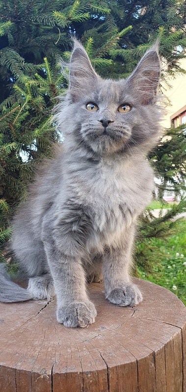 Capriz Akbars - Kitten maine-coon 2 months 2.5 weeks