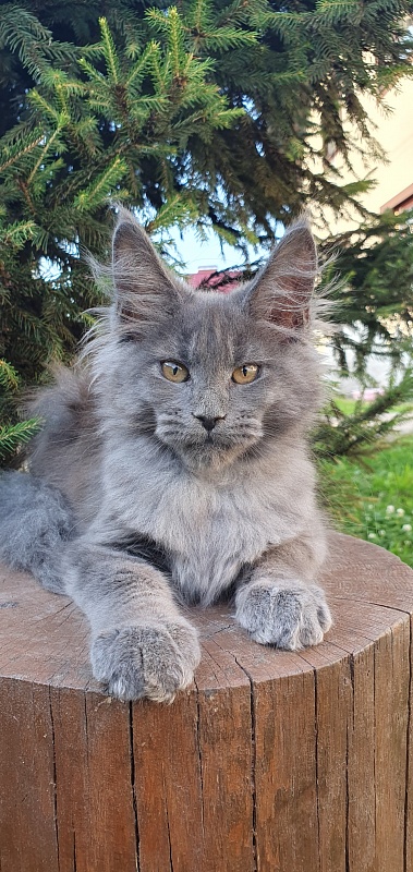 Capriz Akbars - Kitten maine-coon 2 months 2.5 weeks