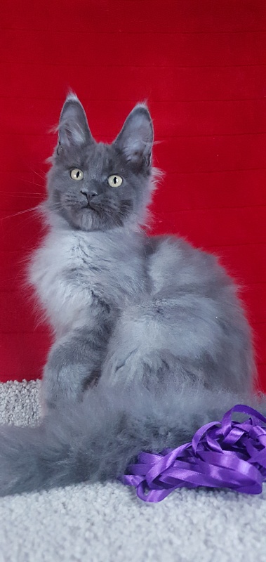 Capriz Akbars - Kitten maine-coon 3 months 2 weeks