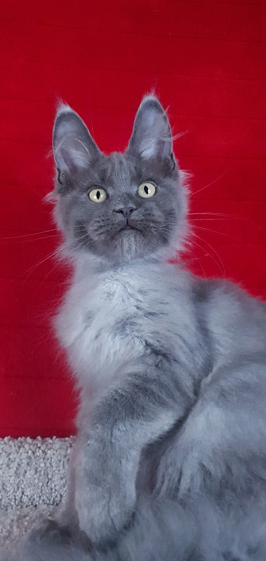 Capriz Akbars - Kitten maine-coon 3 months 2 weeks