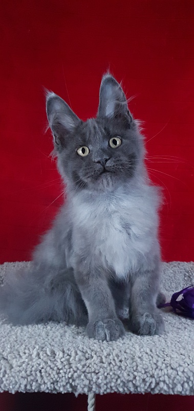 Capriz Akbars - Kitten maine-coon 3 months 2 weeks