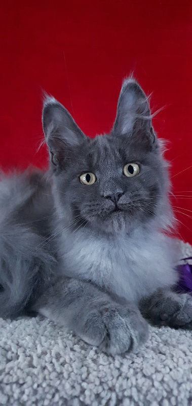 Capriz Akbars - Kitten maine-coon 3 months 2 weeks