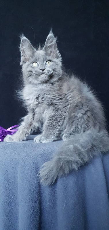 Capriz Akbars - Kitten maine-coon 2 months 1.5 week