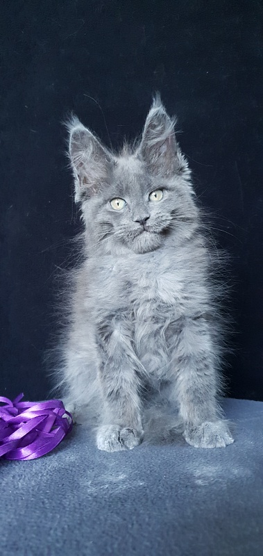 Capriz Akbars - Kitten maine-coon 2 months 1.5 week
