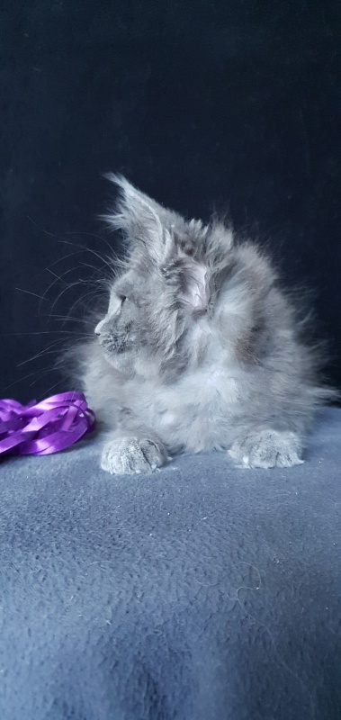 Capriz Akbars - Kitten maine-coon 2 months 1.5 week