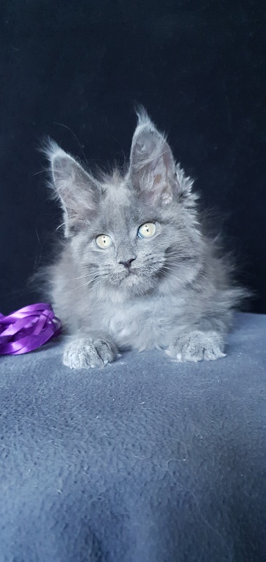 Capriz Akbars - Kitten maine-coon 2 months 1.5 week