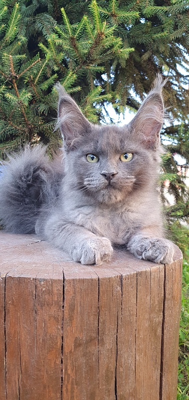 Capriz Akbars - Kitten maine-coon 2 months 2.5 weeks