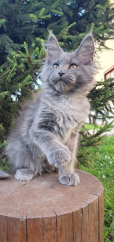 Capriz Akbars - Kitten maine-coon 2 months 2.5 weeks