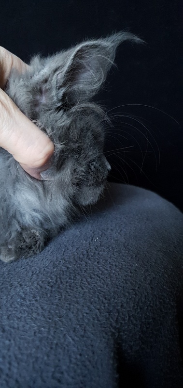 Caspar  Akbars - Kitten maine-coon 2 months 1.5 week