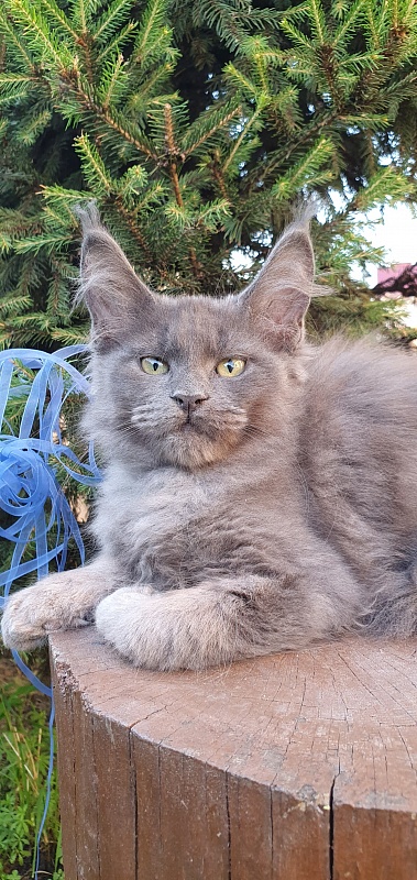 Caspar  Akbars - Kitten maine-coon 2 months 2.5 weeks