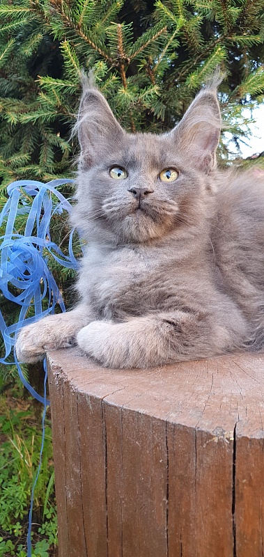 Caspar  Akbars - Kitten maine-coon 2 months 2.5 weeks