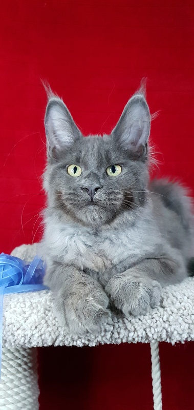 Caspar  Akbars - Kitten maine-coon 3 months 2 weeks