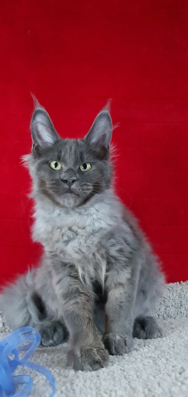 Caspar  Akbars - Kitten maine-coon 3 months 2 weeks