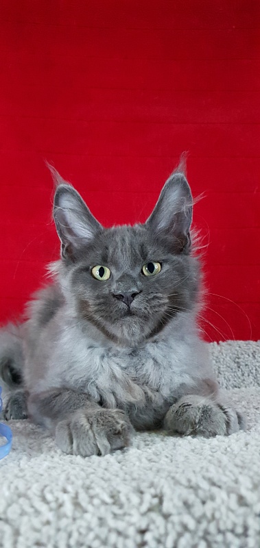 Caspar  Akbars - Kitten maine-coon 3 months 2 weeks