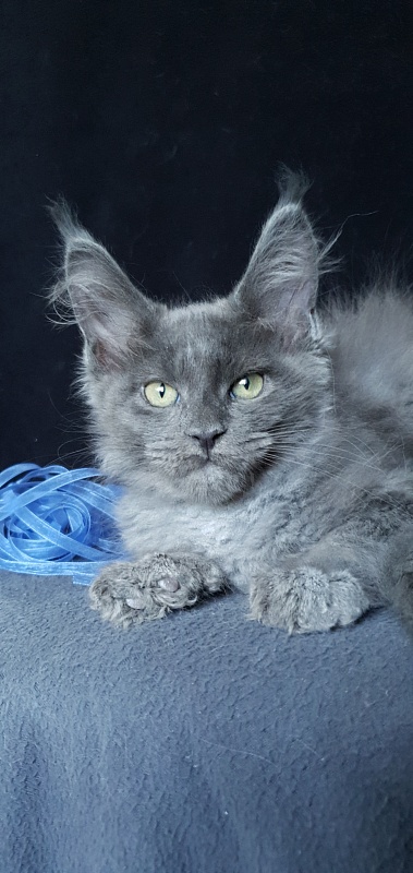 Caspar  Akbars - Kitten maine-coon 2 months 1.5 week