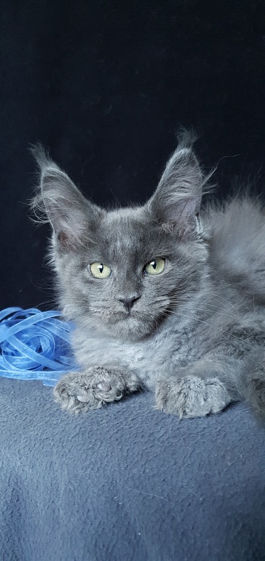 Caspar  Akbars - Kitten maine-coon 2 months 1.5 week