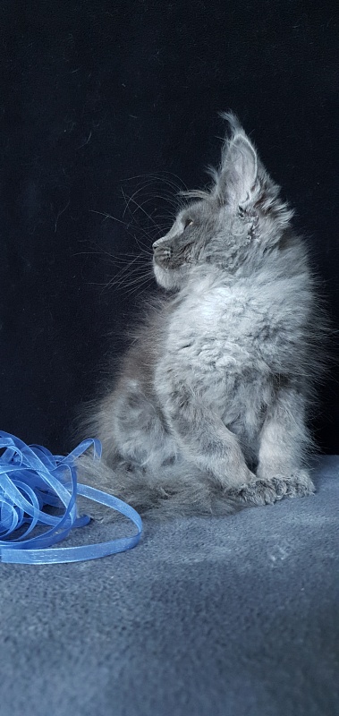 Caspar  Akbars - Kitten maine-coon 2 months 1.5 week