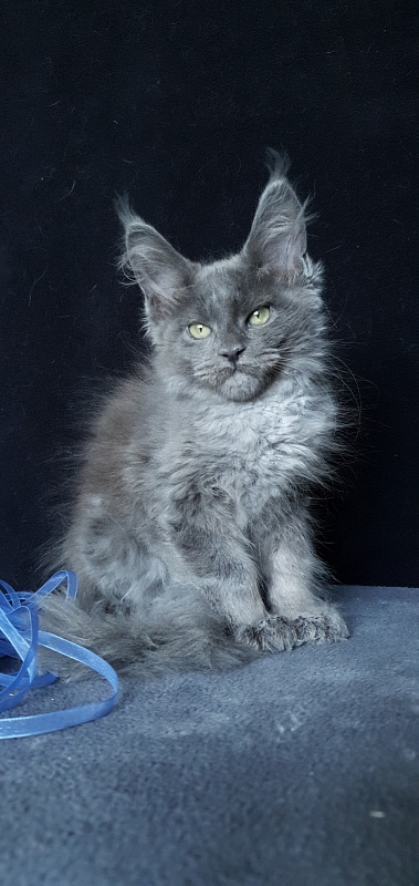 Caspar  Akbars - Kitten maine-coon 2 months 1.5 week