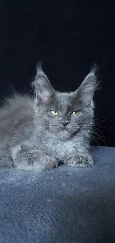 Caspar  Akbars - Kitten maine-coon 2 months 1.5 week