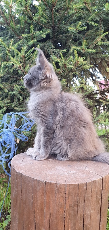 Caspar  Akbars - Kitten maine-coon 2 months 2.5 weeks