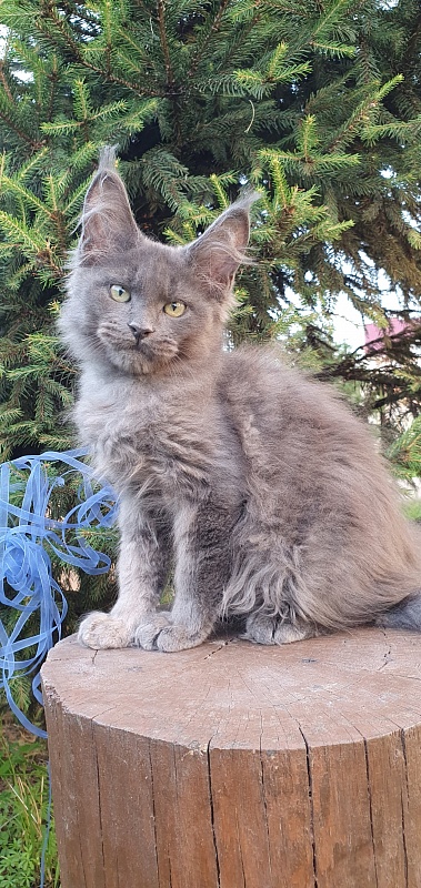 Caspar  Akbars - Kitten maine-coon 2 months 2.5 weeks