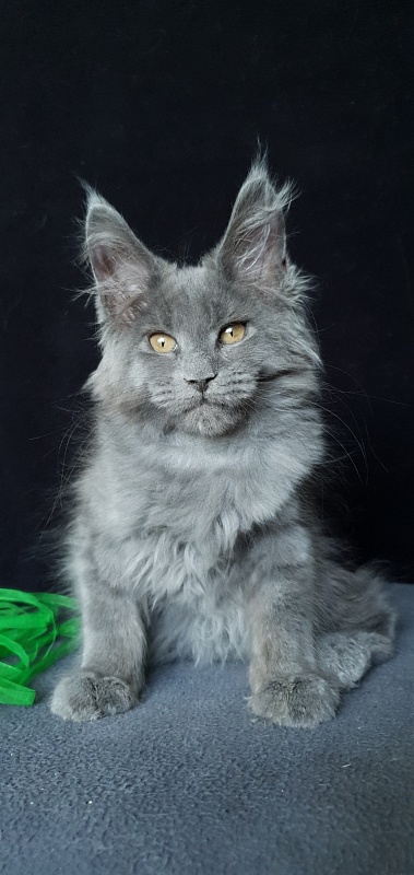 Cat Kendra  Akbars - Kitten maine-coon 2 months 1.5 week