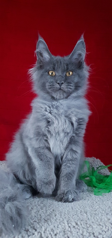 Cat Kendra  Akbars - Kitten maine-coon 3 months 2 weeks