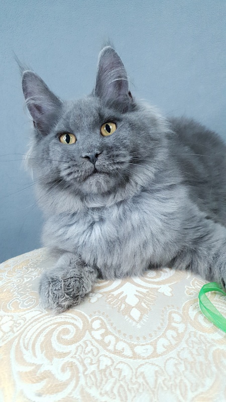 Cat Kendra  Akbars - Kitten maine-coon 4 months 2.5 weeks