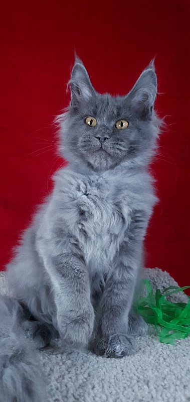 Cat Kendra  Akbars - Kitten maine-coon 3 months 2 weeks