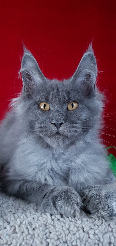 Cat Kendra  Akbars - Kitten maine-coon 3 months 2 weeks