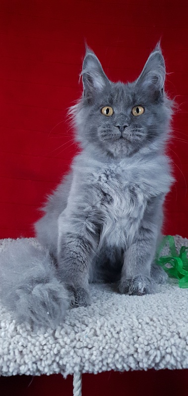 Cat Kendra  Akbars - Kitten maine-coon 3 months 2 weeks