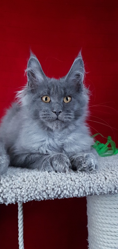 Cat Kendra  Akbars - Kitten maine-coon 3 months 2 weeks