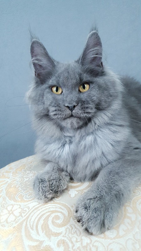 Cat Kendra  Akbars - Kitten maine-coon 4 months 2.5 weeks