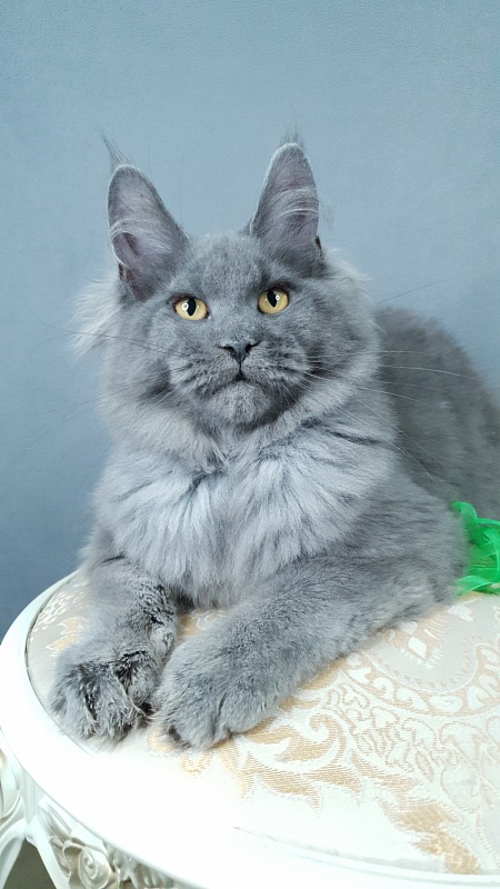 Cat Kendra  Akbars - Kitten maine-coon 4 months 2.5 weeks