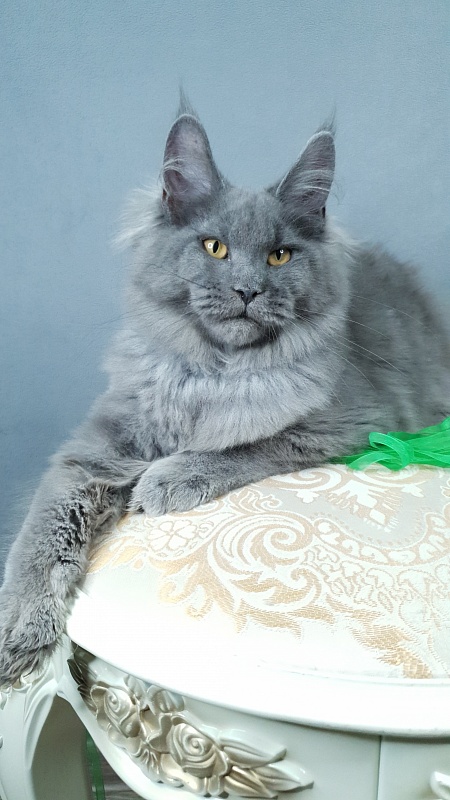 Cat Kendra  Akbars - Kitten maine-coon 4 months 2.5 weeks